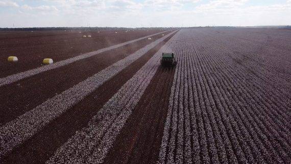 Rondônia avança no plantio de algodão e deve colher mais de 50 mil toneladas nesta safra; Vilhena lidera o ranking de produção
