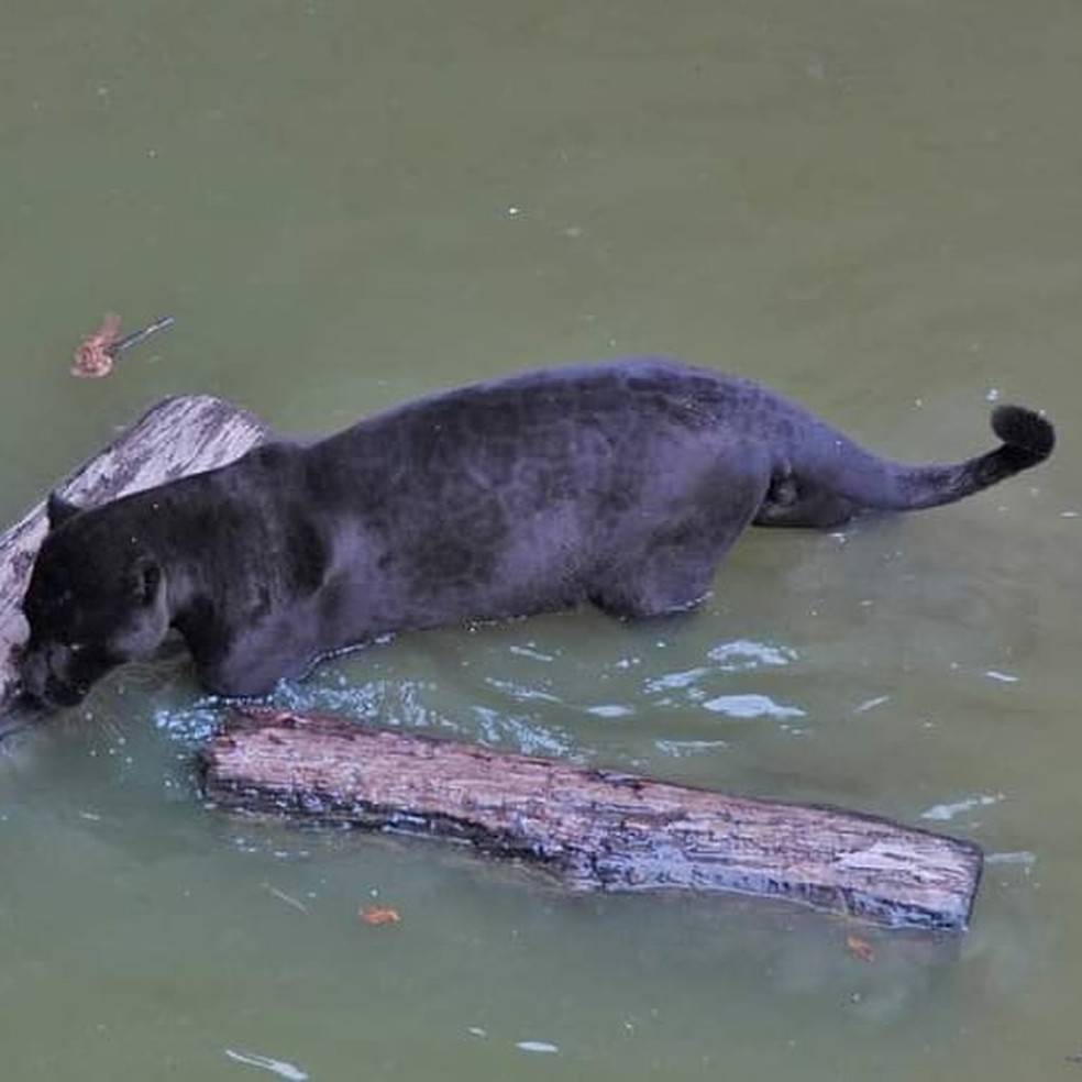 Onça preta é fotografada tomando banho em rio de Rondônia; espécie é rara na natureza, diz biólogo