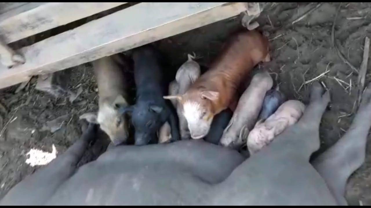 Fenômeno raríssimo: em chácara da região, porca dá cria duas vezes em apenas 17 dias; ASSISTA VÍDEO
