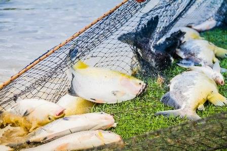 Inusitado: grande quantidade de peixes é furtada de tanque em fazenda de Vilhena; polícia investiga