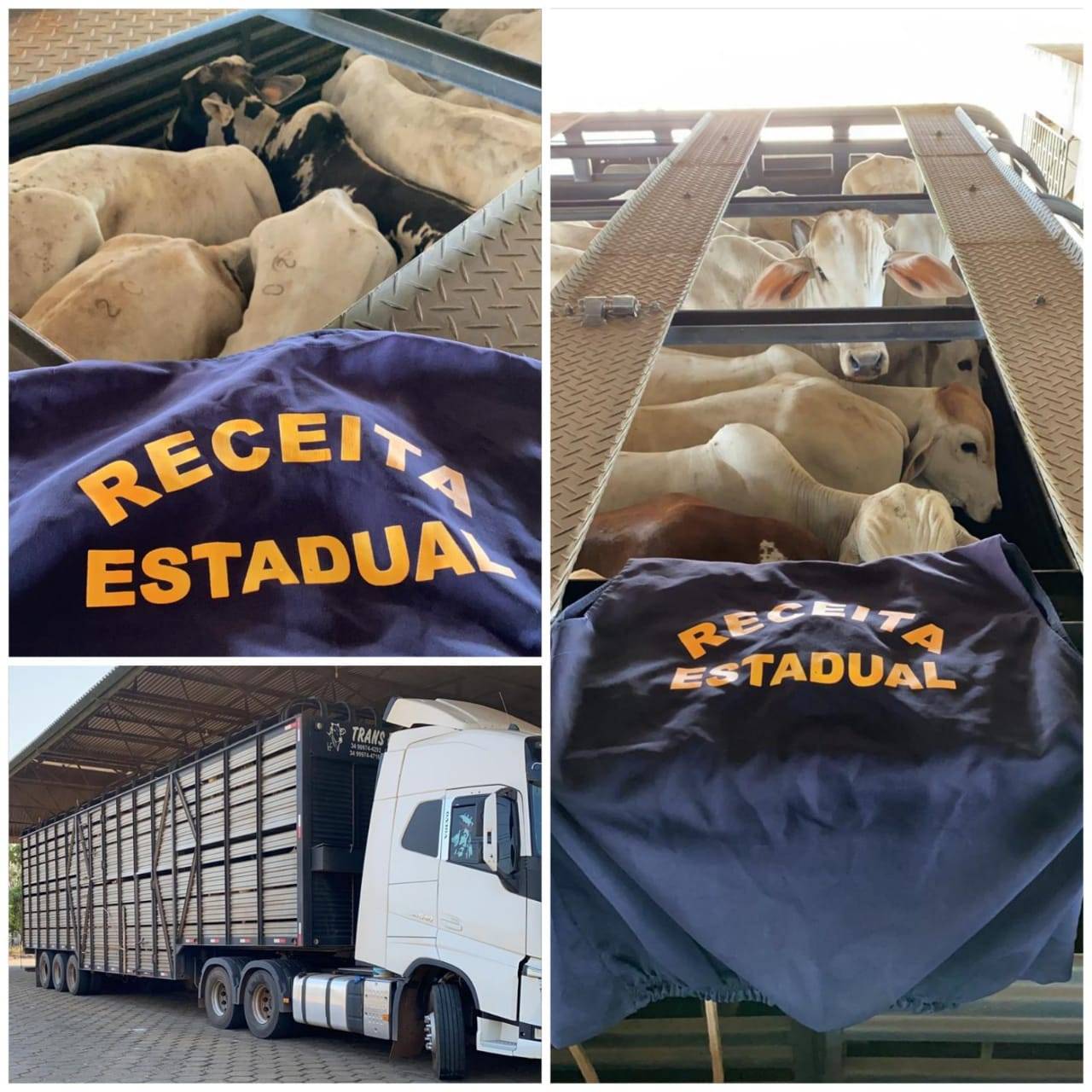 180 cabeças de gado que iam do Amazonas para São Paulo com notas fiscais irregulares são apreendidas em Vilhena