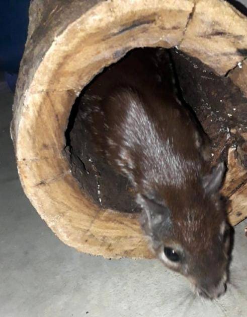 Investigado por tráfico de drogas, sitiante é preso com animais silvestres abatidos e filhote de paca em cativeiro