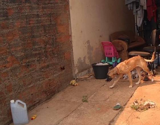 Acionados por vizinhos, policiais resgatam cães vivendo em situação degradante; donos responderão por maus tratos