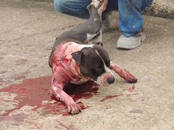 Após invadir quintal e atacar outros cães, pit bull é esfaqueado e Polícia Militar é acionada, em Vilhena