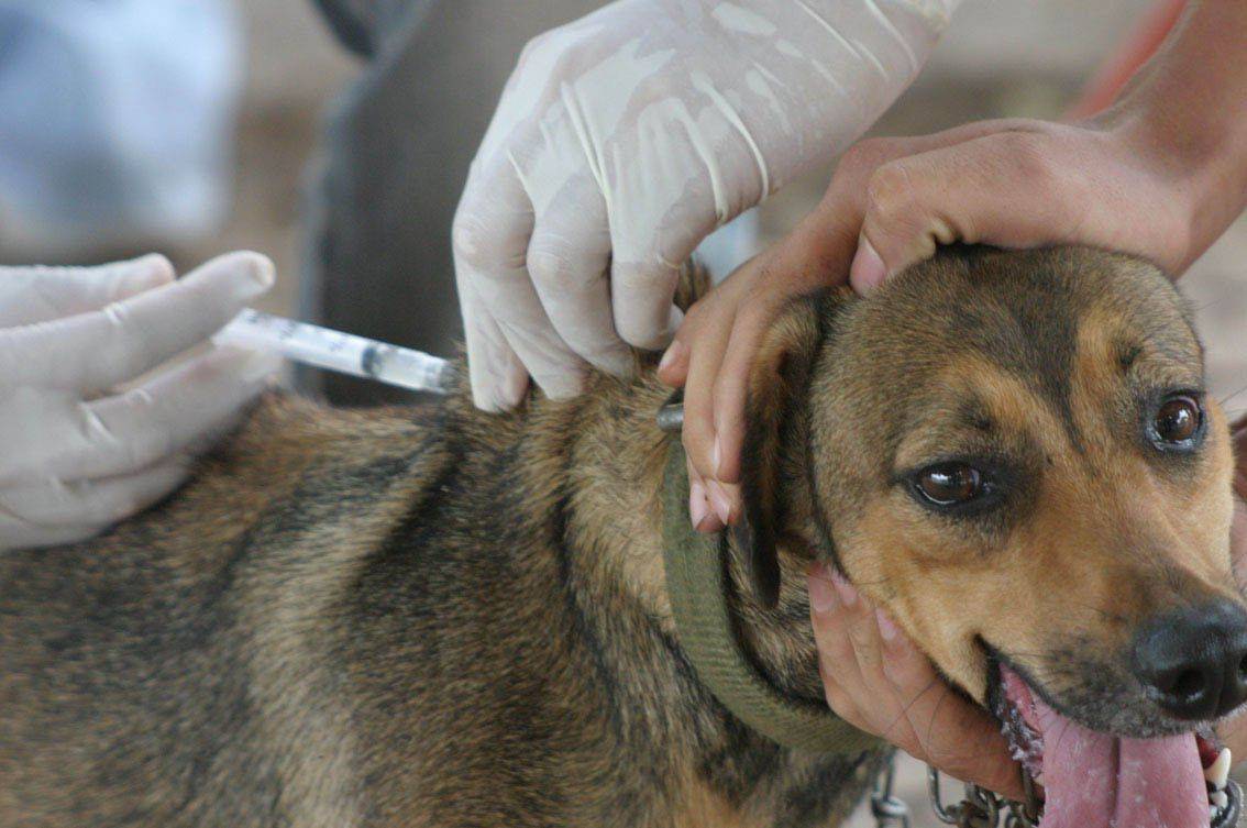 Vigilância Sanitária de Vilhena espera imunizar mais de 21 mil cães e gatos contra a raiva; veja locais