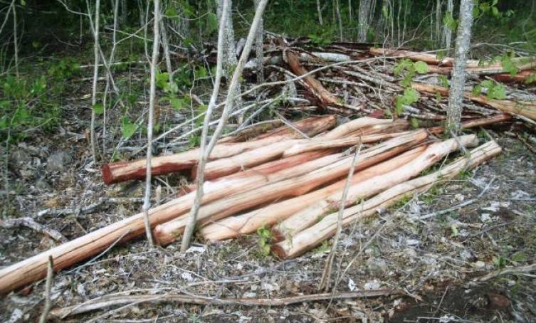 Fazenda em Chupinguaia é alvo de ladrões de madeira; invasores fazem derrubada e já ameaçaram funcionário de morte