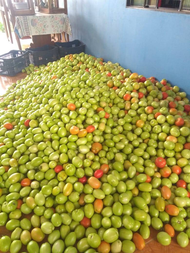 Apesar de longa estiagem, casal de empreendedores rurais cultiva tomate e alface com irrigação em Cerejeiras