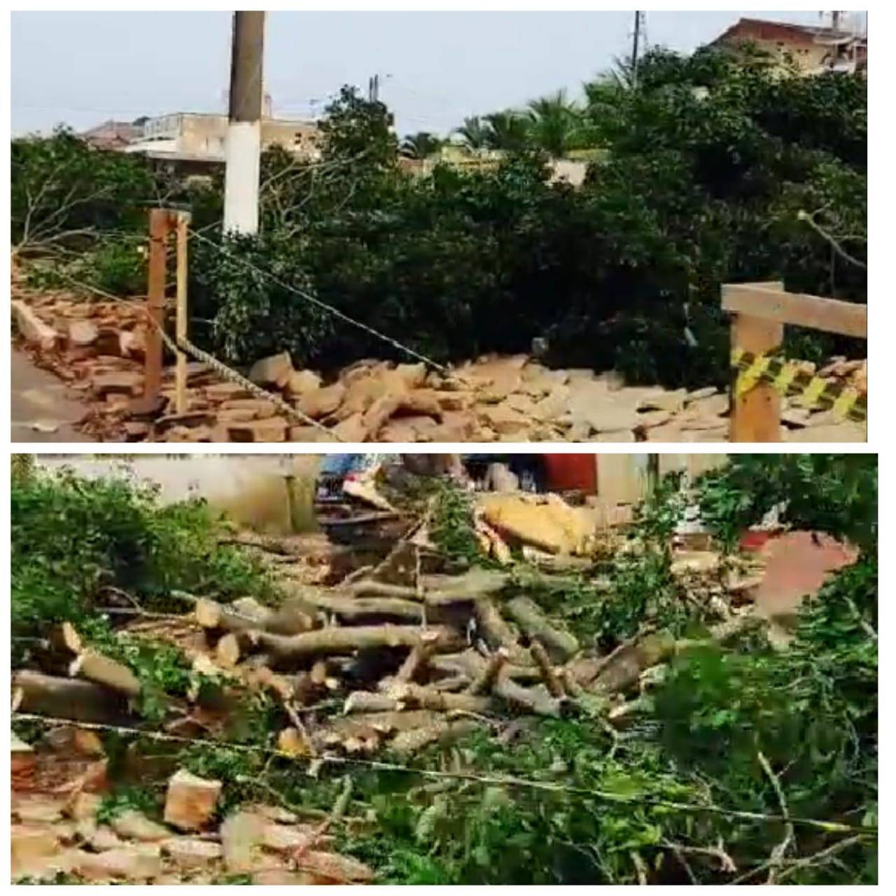 VEJA VÍDEO: no Dia da Árvore, prefeitura realiza corte em praça pública e revolta moradores de Colorado do Oeste