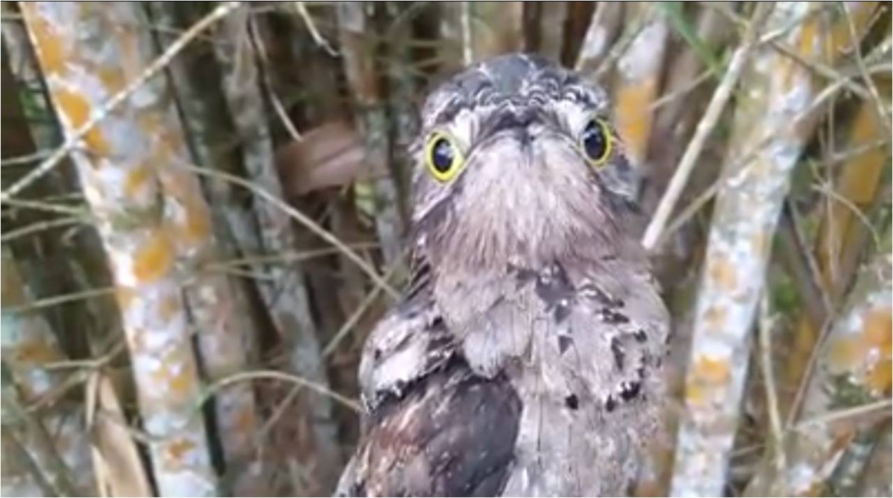 ASSISTA: em vídeo, biólogo mostra pássaro “esquisito” resgatado por comerciante sendo devolvido à natureza