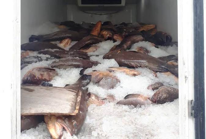 Pescado irregular que vinha de Goiânia é apreendido em Vilhena e será destruído; empresas são multadas
