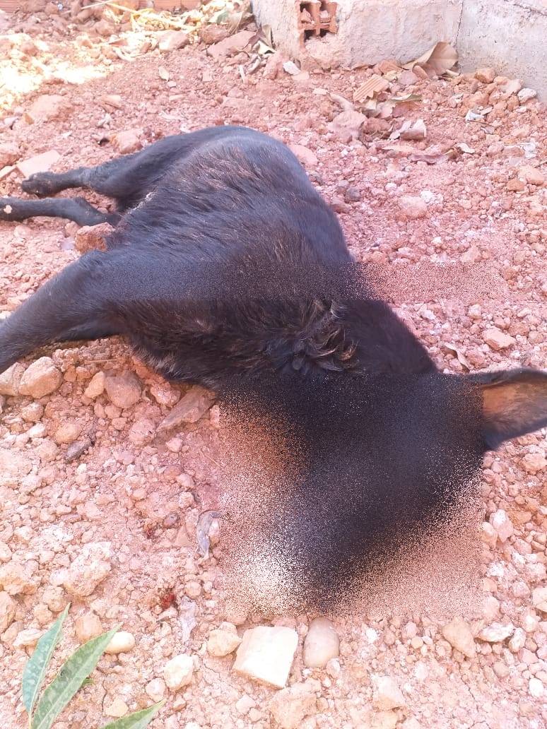 OUÇA ÁUDIO: em cidade de Rondônia, homem faz alerta após cão que havia resgatado ser morto por pit bull