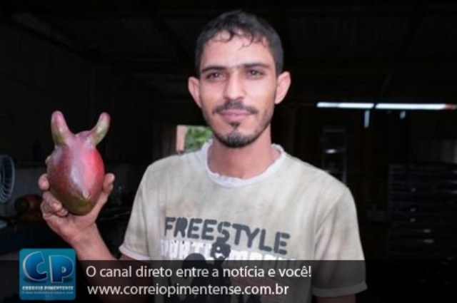 Variedade de fruta com “chifres” assusta moradores de Pimenta Bueno