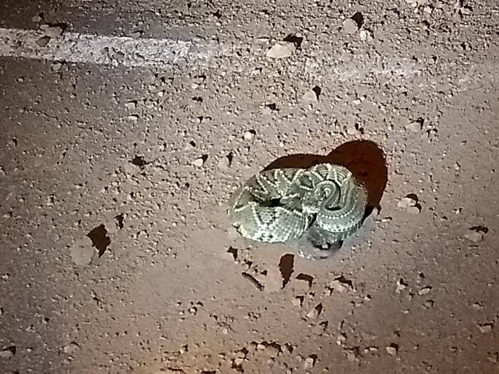 Bombeiros capturam duas cobras venenosas em espaço público usado por vilhenenses para praticar exercícios