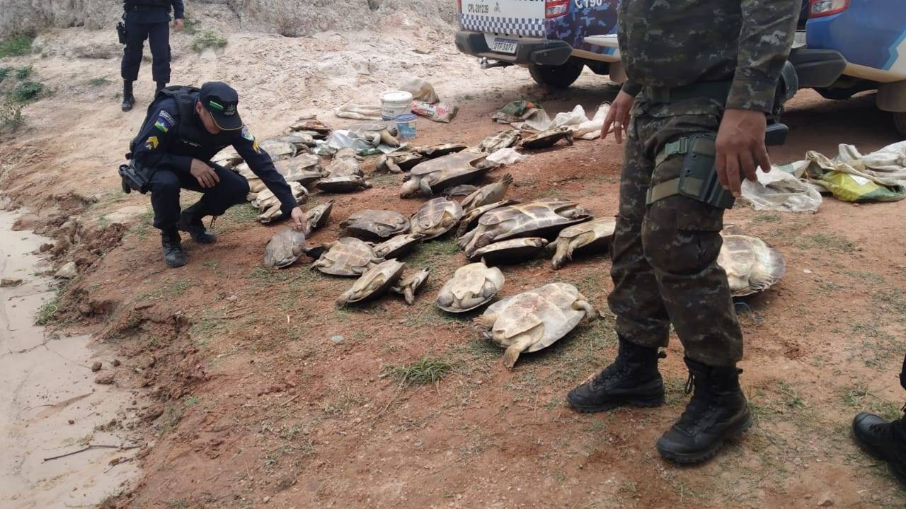 Homem é detido por comércio ilegal de carne de tartaruga na cidade de  Pimenteiras do Oeste