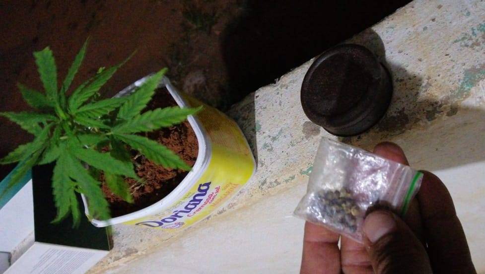 Após abordar rapaz de 21 anos na rua, policiais encontram pé de maconha sendo cultivado na casa dele