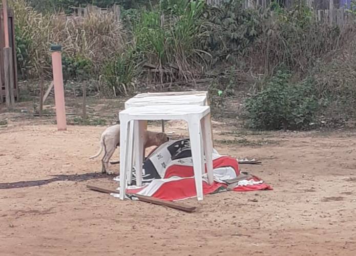 Após assassinato de seu dono, cão fica ao lado do corpo até a chegada da polícia e imagem viraliza na região