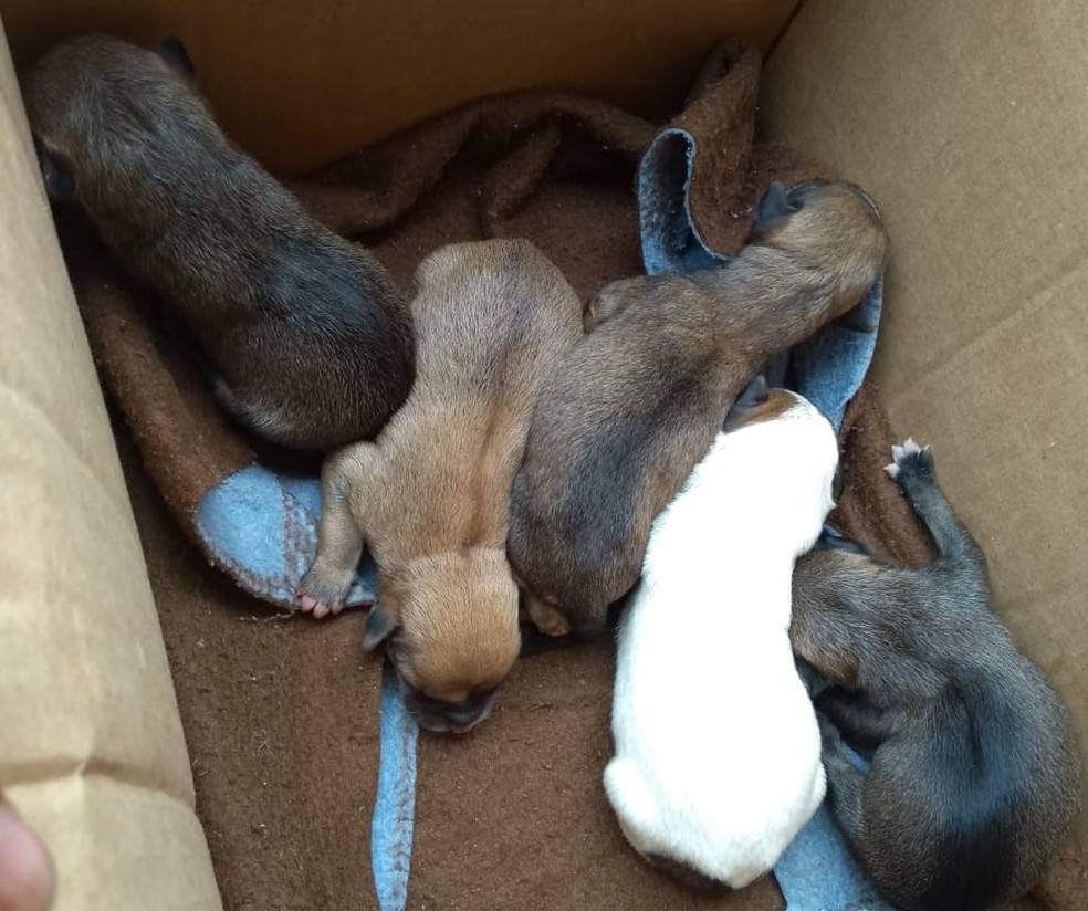 Maus tratos: cinco cachorrinhos são achados abandonados e amarrados dentro de sacola, em Vilhena