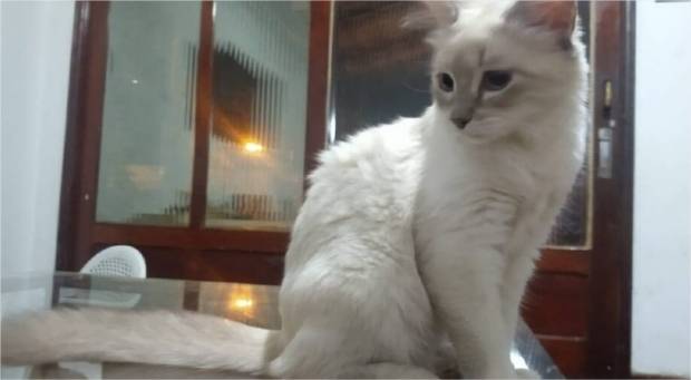Estado vizinho é o primeiro do Brasil a registrar caso de animal doméstico contaminado pelo Coronavírus