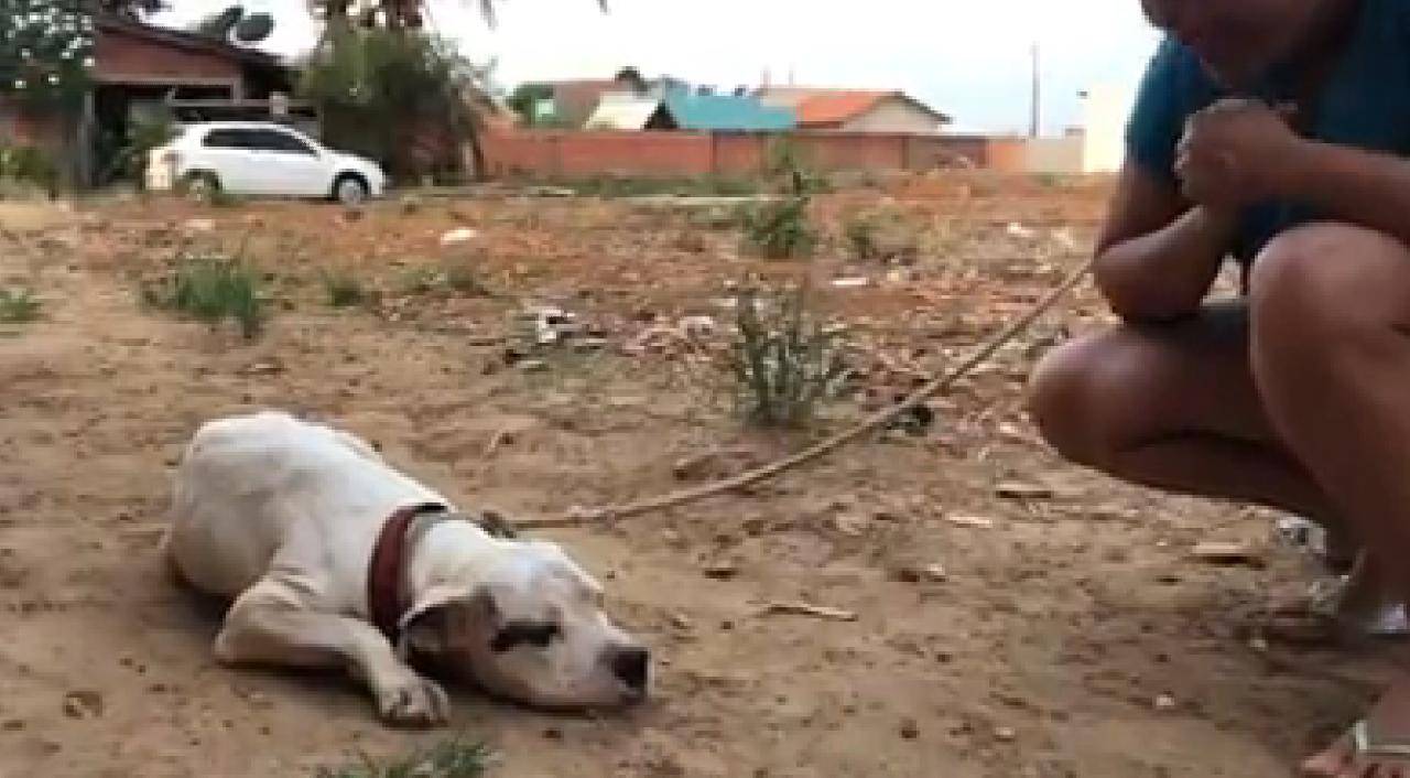 VÍDEO: voluntária se emociona ao resgatar pit bull ferido e maltratado; três da mesma raça estava em situação degradante