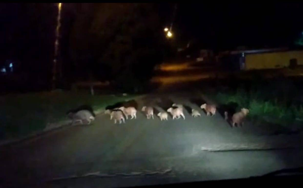 VEJA VÍDEO: família de capivaras encanta motorista vilhenense de passagem por Colorado do Oeste
