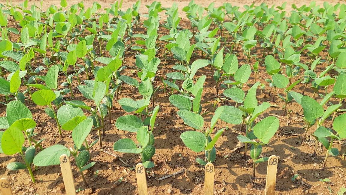 Mostrando o desenvolvimento da agricultura, produtores investem na qualidade das sementes de soja na região de Cerejeiras