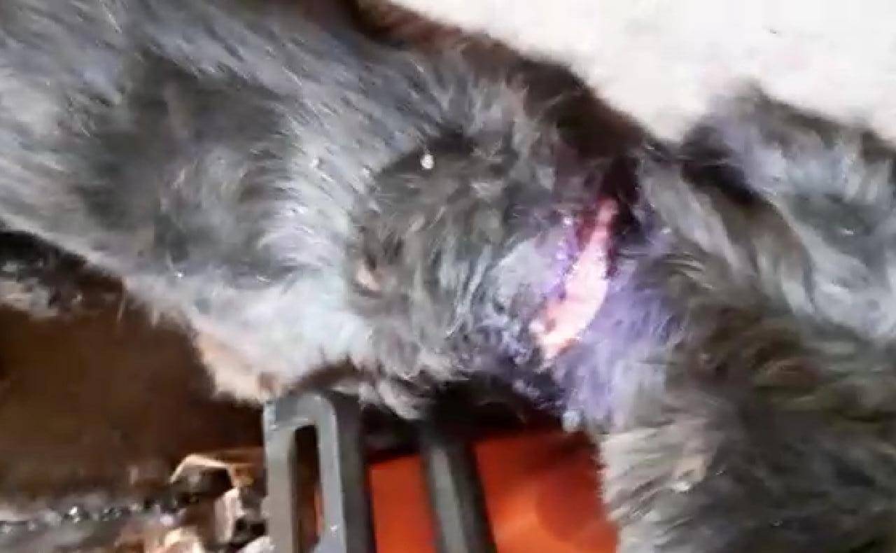 VÍDEO REVOLTANTE: cadelinha é abandonada “para morrer”, mas acaba resgatada por filho de feirante em Colorado do Oeste