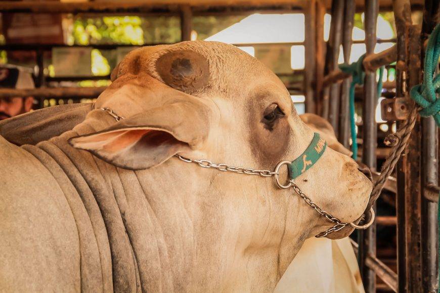 Fórum rondoniense aponta detecção precoce de Febre Aftosa como estratégia para manter o Estado livre da doença