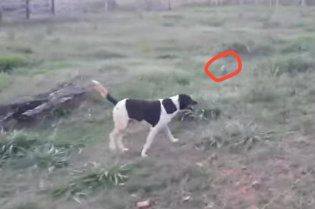 ASSISTA: vídeo mostrando a inusitada amizade entre um cão de caça e animal silvestre viraliza no Cone Sul