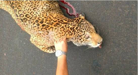 ASSISTA: em rodovia da região, onça pintada é atropelada e morre; vídeo do animal sangrando viraliza