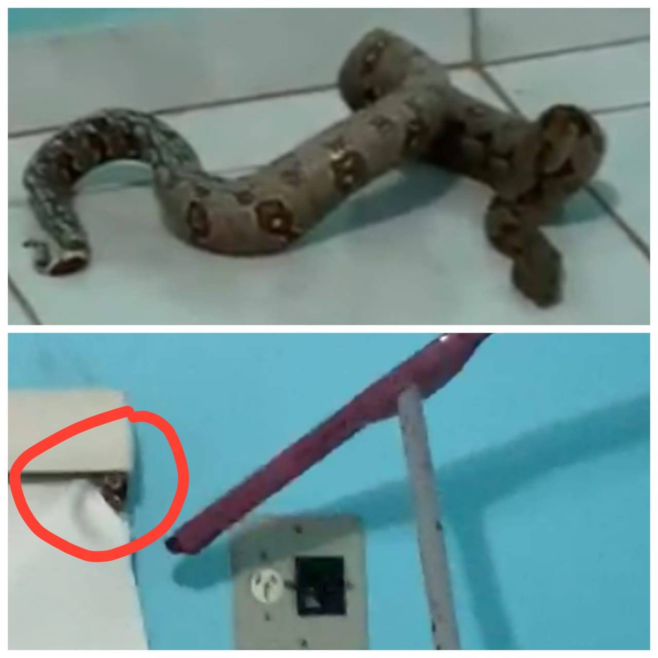 ASSISTA VÍDEO: no setor de chácaras de Vilhena, casal encontra jiboia escondida dentro do quarto