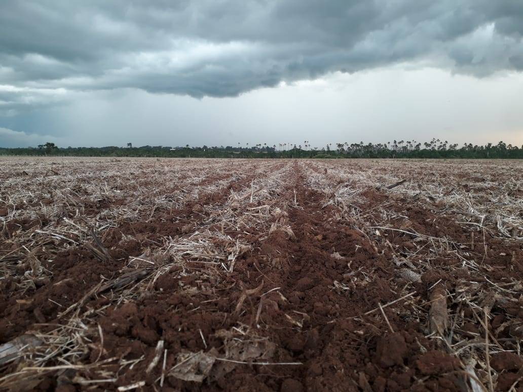 Com falta de chuvas, atraso no plantio da soja preocupa produtores e já compromete próxima safra de milho na região de Cerejeiras