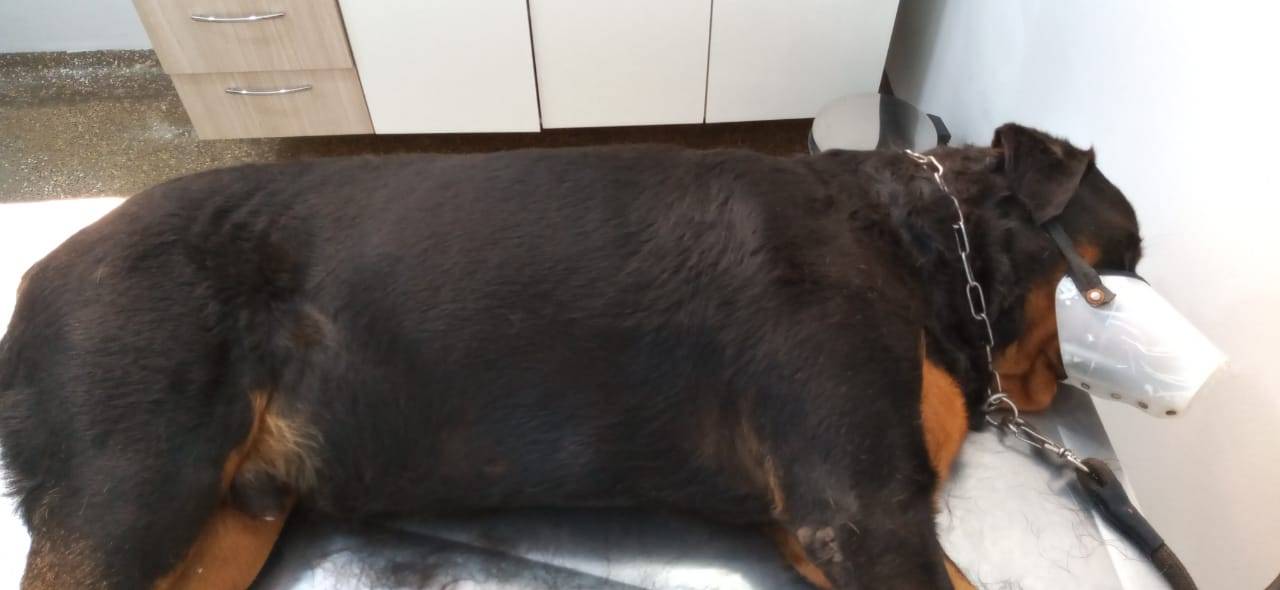 Morte de cães por envenenamento desafia moradores de bairro em Vilhena; dona relata agonia de Rottweiler