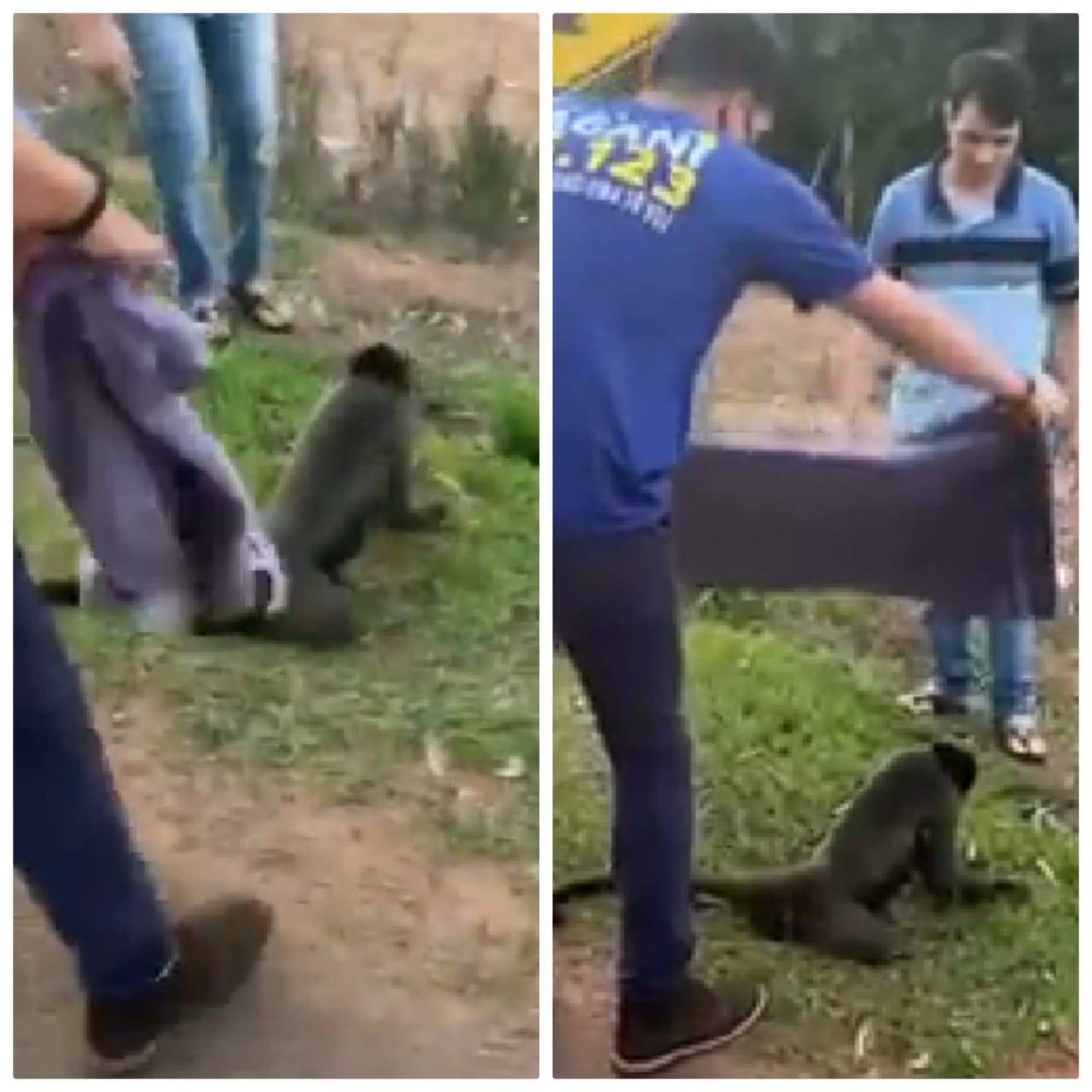 ASSISTA VÍDEO: em campanha, candidato a vereador resgata macaco-aranha atropelado em rodovia de Vilhena