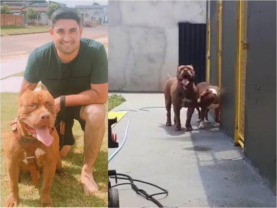 Criador e médica veterinária explicam comportamento de pit bulls e atribuem a donos a agressividades dos animais