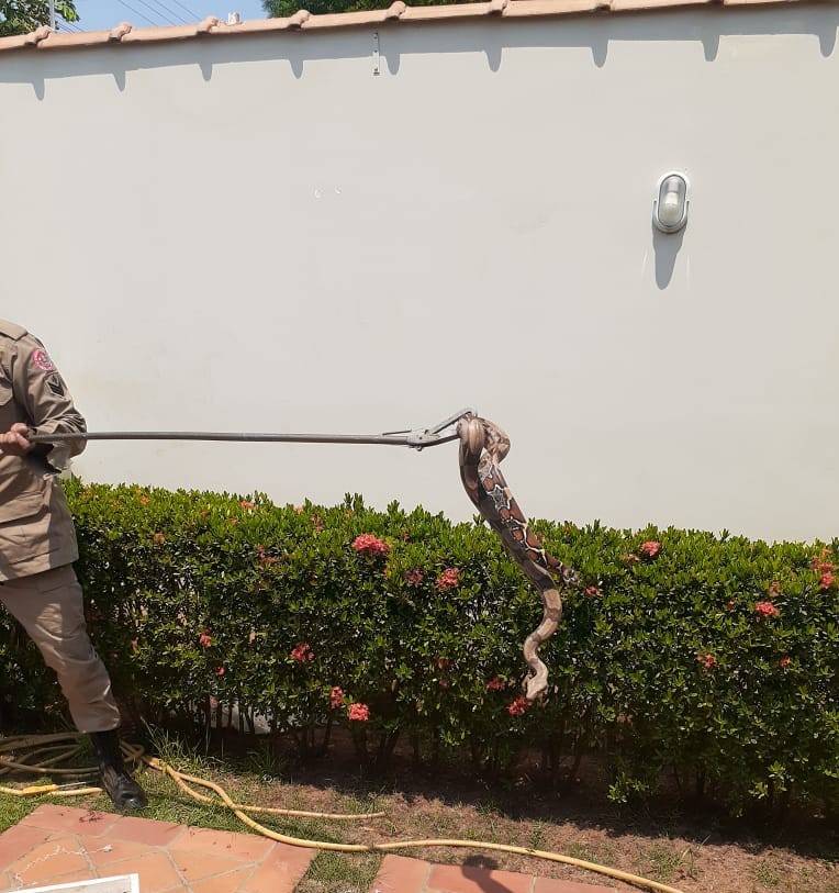 Na região central de Vilhena, moradora se assusta com jiboia de um metro e meio no jardim de casa