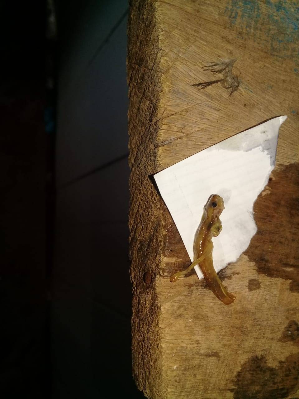Morador do bairro Jardim Social, em Vilhena, encontra pedaços de animais na rede de abastecimento água e denuncia