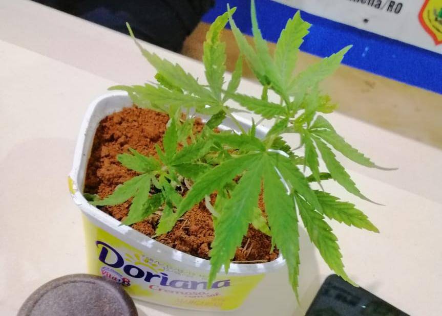 Criança tira fotos de ladrões carregando TV furtada na rua e polícia prende os três em casa onde havia pés de maconha