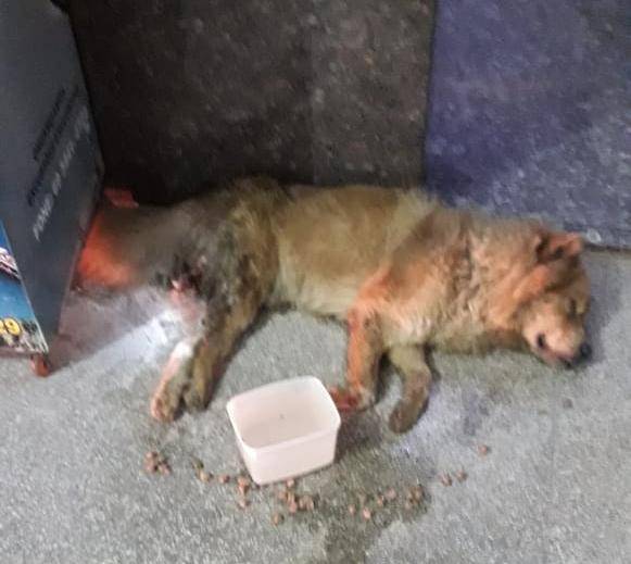 Morador de Vilhena flagra cão “de raça” sangrando e abandonado em Cacoal; ONG promete resgatar e tratar do animal