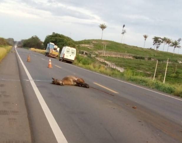 Animal na pista provoca acidente na BR 364 e quatro moradores de Pimenteiras do Oeste morrem quando iam para Cacoal