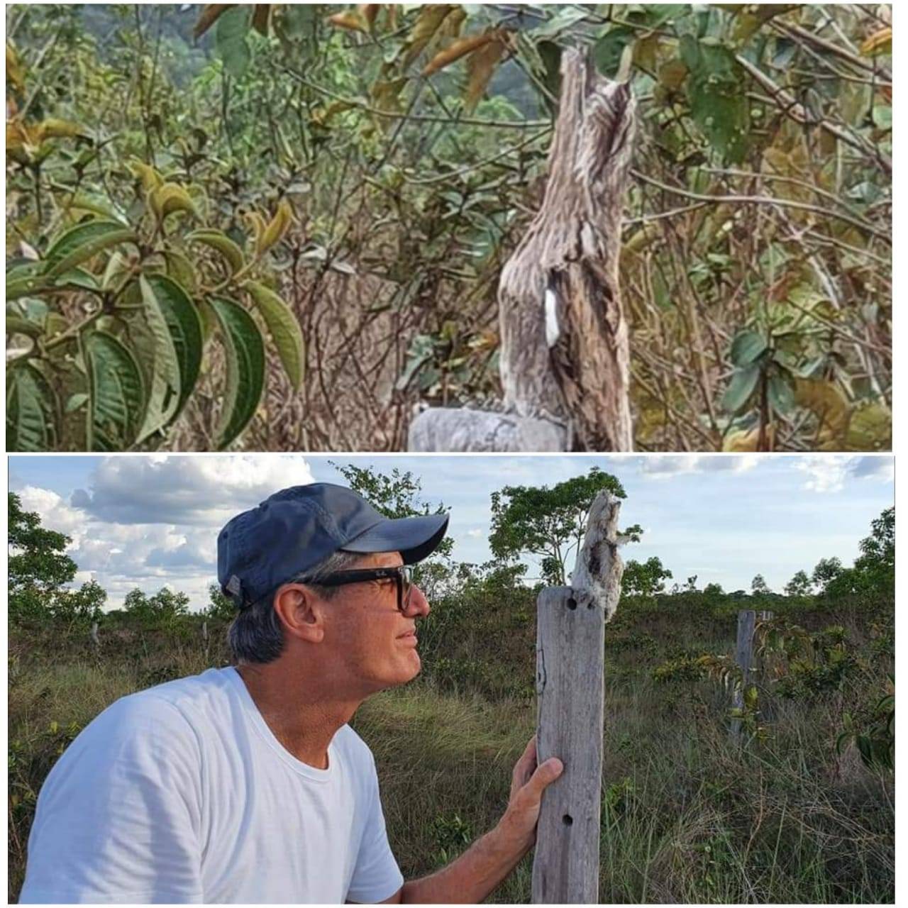 ASSISTA VÍDEO: produtor rural de Cerejeiras flagra nascimento de um dos pássaros mais curiosos da Amazônia