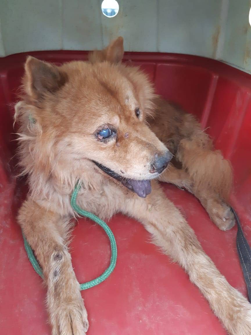 Cão com câncer que comoveu vilhenense na rodoviária de Cacoal é resgatado por ONG, mas não resiste