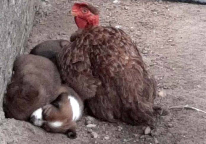 ASSISTA: em cidade de Rondônia, galinha adota filhotes de cadela como se fossem pintinhos e vídeo viraliza