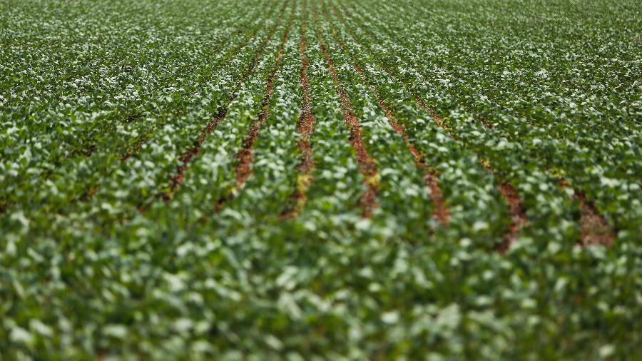 Rondônia será um dos 4 Estados do Brasil com lavouras de soja e milho monitoradas através de parceria entre Conab e Inpe