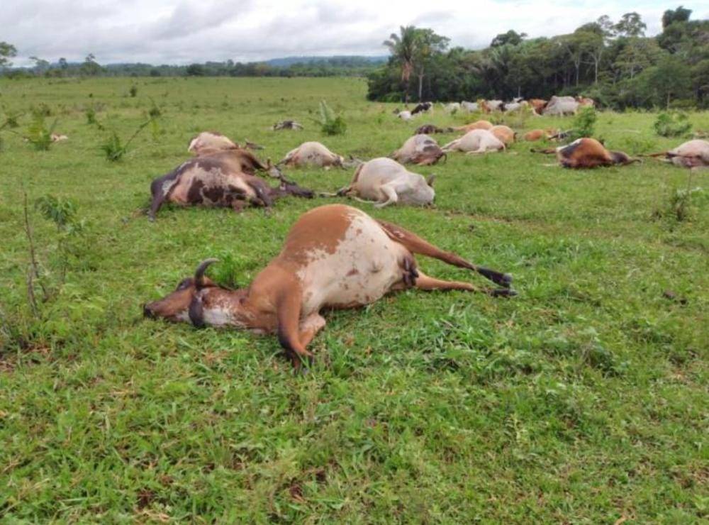 Em cidade de Rondônia, queda de raio mata 25 animais; sitiante sofreu prejuízo de quase R$ 90 mil