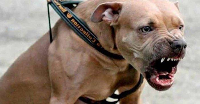 Um pit bull ameaça crianças e outro quase mata poodle; dono se recusa a ajudar a pagar tratamento e polícia é acionada