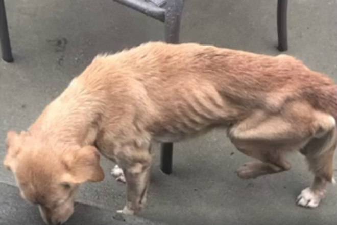 Deixadas com fome, cadelas se atacam, matam pato para se alimentar, são resgatadas e dono é autuado