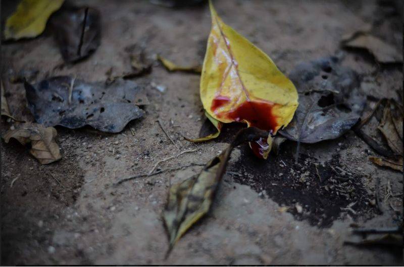 Vilhena registra primeiro homicídio do ano; homem ainda não identificado foi morto com uma facada na zona rural