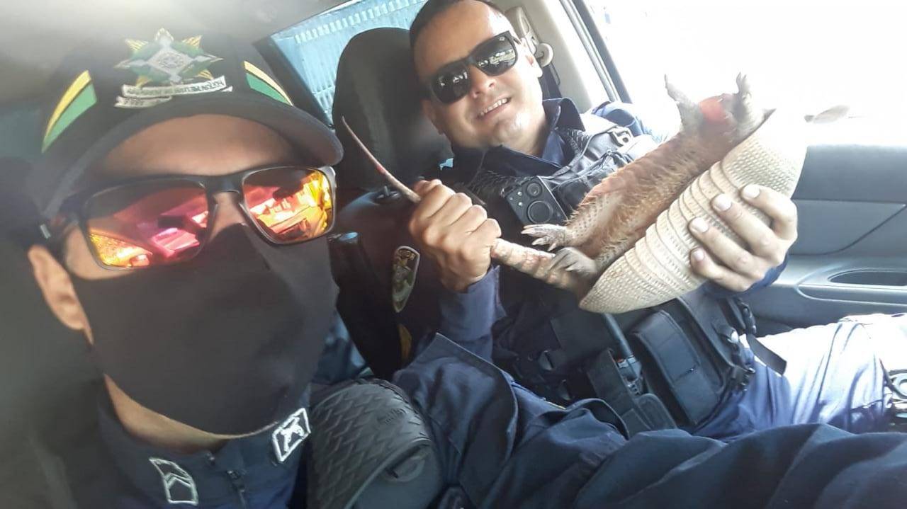 Policiais militares capturam tatu que “invadiu” o quintal de uma casa na bairro Cohab, em Vilhena