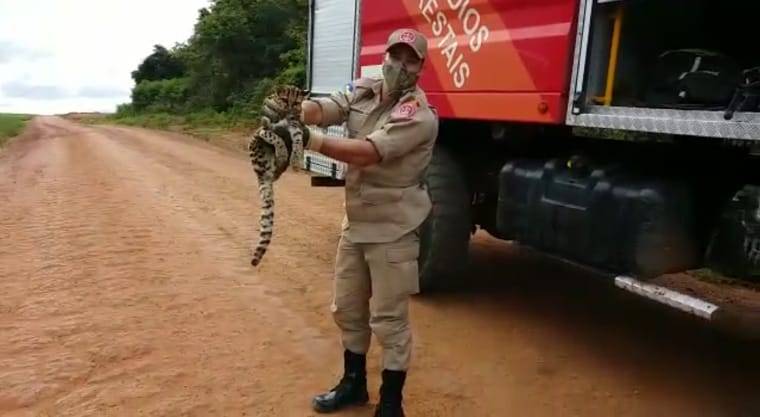 ASSISTA VIDEO: jaguatirica invade pátio de empresa, Bombeiros são acionados e animal volta à natureza