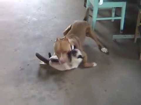 Homem não consegue controlar pitt bulls, um deles ataca e mata gato e caso vai parar na polícia, em Vilhena